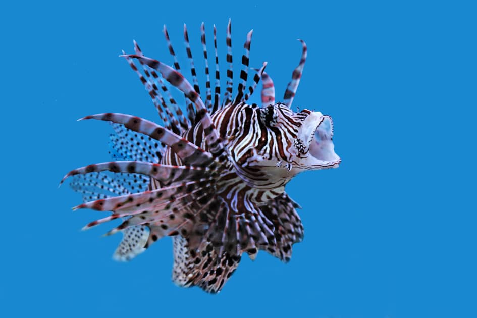 la empresa espera reconstruir el arrecife de coral a través de la producción de cuero