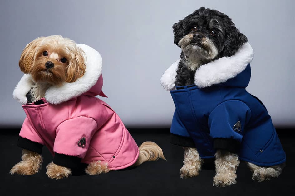 Moose Knuckles lanza una colección de ropa para perros