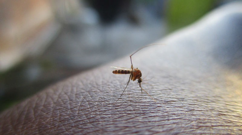 Estrategias Efectivas para Proteger tu Hogar de los Mosquitos en Todo Momento