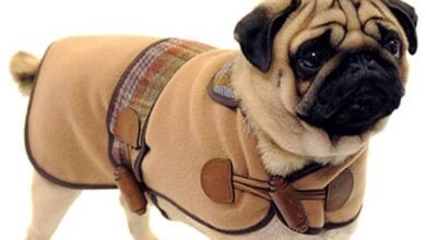 Photo of La moda de diseñador para mascotas ve un aumento en las ventas