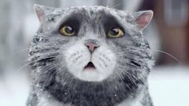 Photo of ‘Mog the Cat’ de Sainsbury’s gana la batalla publicitaria navideña de 2015