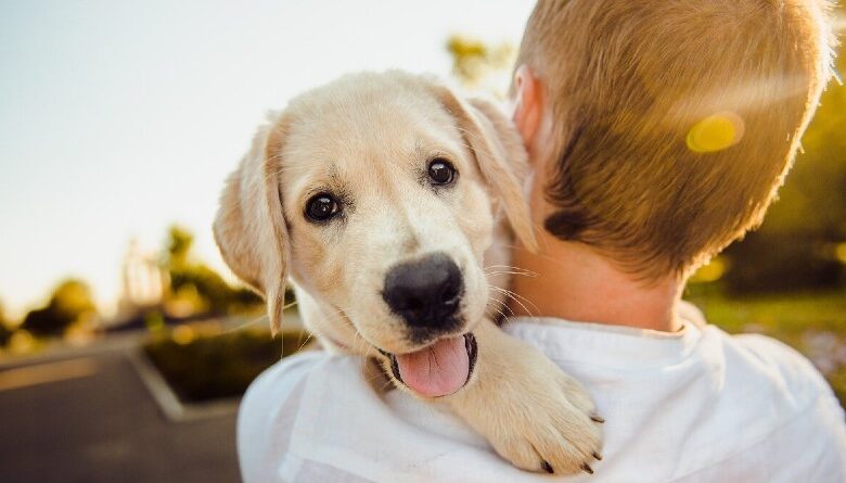 Mejores Antiparasitarios para tu Mascota: Guía Completa para Mantener su Salud en 2026