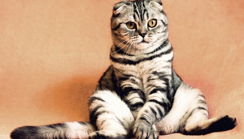 Los Parásitos Más Comunes en Gatos: Identificación y Prevención