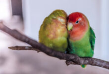 Tipos de agapornis roseicollis: Guía completa de variedades y características