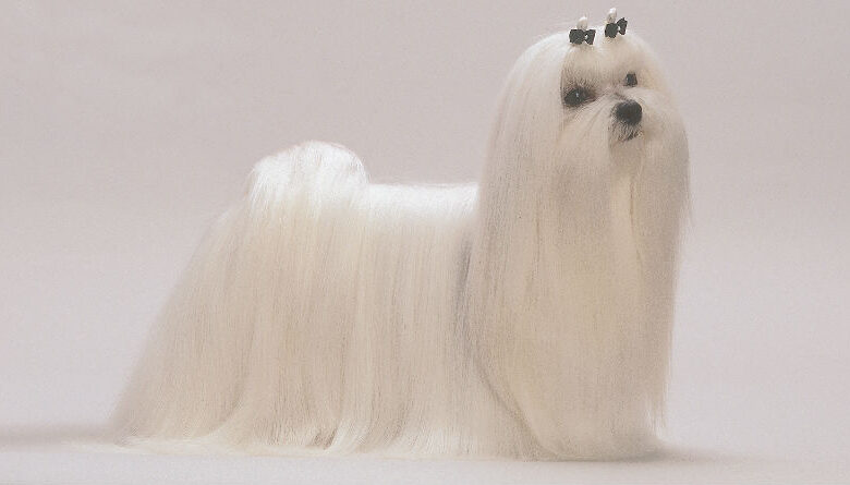 Guía Completa del Bichón Maltés: Características, Cuidado y Personalidad de esta Raza de Perro