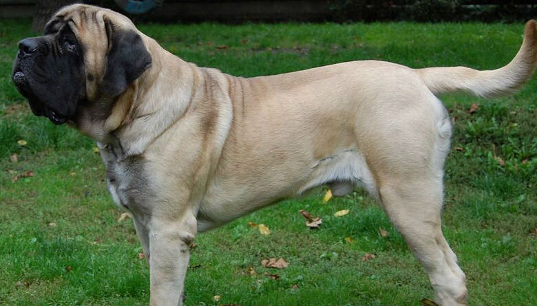 Mastín Inglés: Por qué es la mascota perfecta para tu hogar