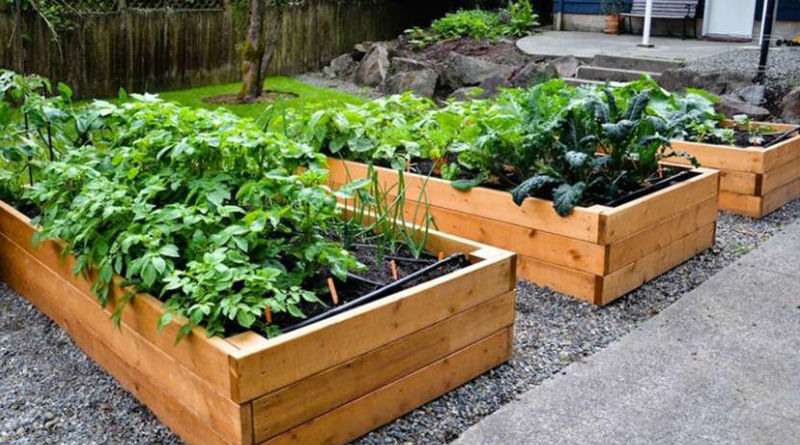 Beneficios de Cultivar un Huerto Urbano para una Vida Sostenible y Saludable